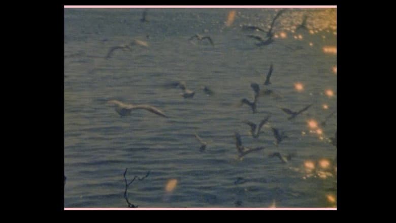 Birds go to die in Peru