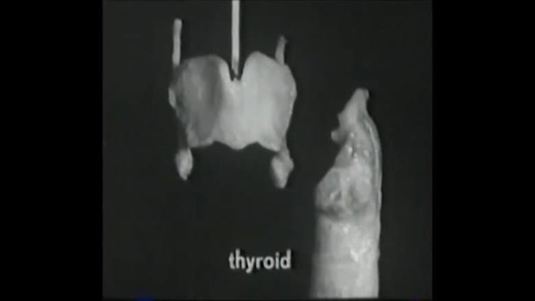 Voice Production: The Vibrating Larynx
